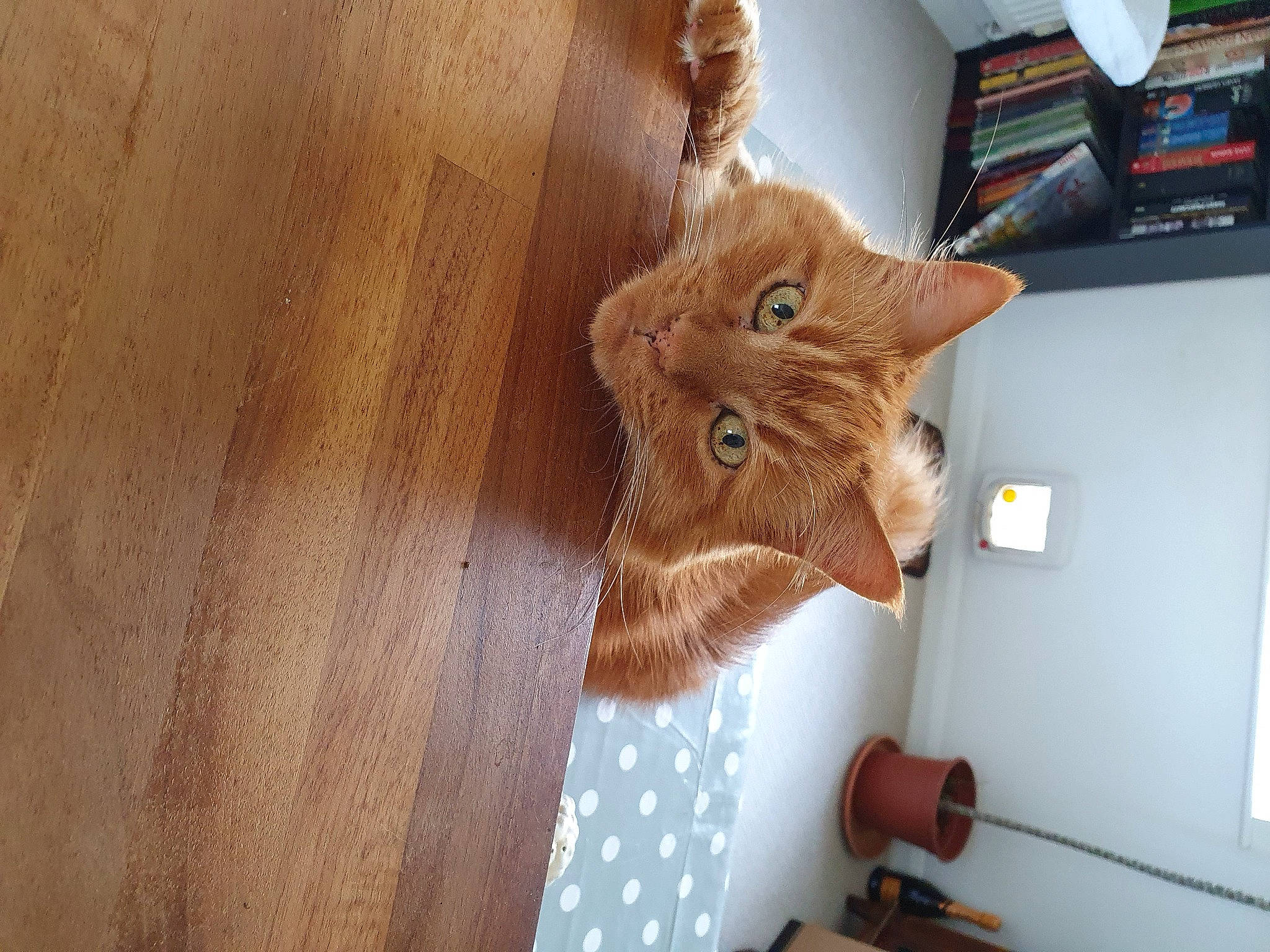 Hector joined the competition — help win amazing prizes! carnivore, cat, chair, domestic_short_haired_cat, fawn, felidae, flooring, fur, hardwood, plank, plywood, room, shelf, shelving, small_to_medium_sized_cats, tail, varnish, whiskers, wood, wood_stain