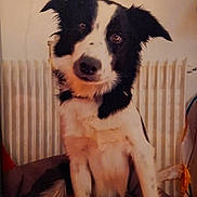 Onyx participe au concours pour gagner de l'argent avec cette photo : dog, black_and_white, pet, indoor, radiator, fur, canine, sitting, head_tilt, curious, animal, companion, domestic, portrait, cute, friendly, mammal, household, closeup, ears