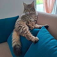 Frida participe au concours pour gagner de l'argent avec cette photo : kitten, cat, fluffy, tabby, tongue_out, couch, cushion, indoor, pet, cute, playful, relaxed, furniture, window, curtain, cozy, animal, mammal, whiskers, tail