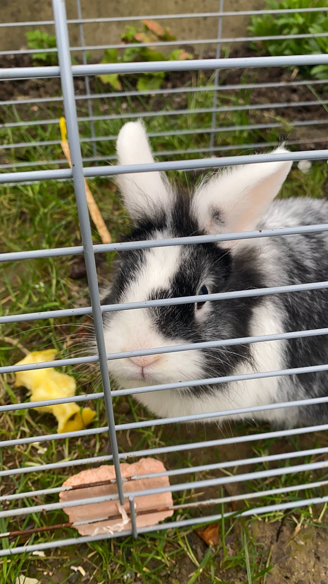 Twenty a rejoint le concours — aidez-le/la à gagner de superbes lots ! angora_rabbit, animal_shelter, cage, domestic_rabbit, fawn, grass, hare, rabbit, rabbits_and_hares, snout, whiskers, wildlife