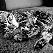 Willow a rejoint le concours — aidez-le/la à gagner de superbes lots ! animal, black_and_white, cat, closeup, cozy, cute, domestic, feline, fur, indoors, kitten, paw, peaceful, pet, resting, sleeping, soft, tabby, texture, whiskers