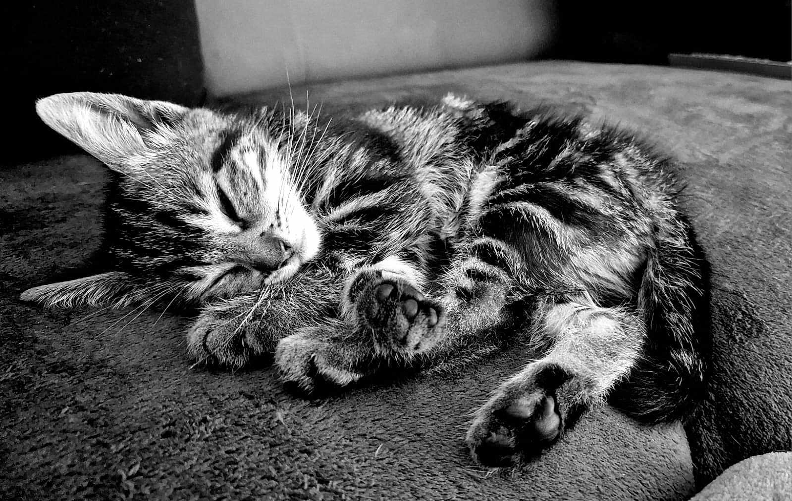 Willow a rejoint le concours — aidez-le/la à gagner de superbes lots ! animal, black_and_white, cat, closeup, cozy, cute, domestic, feline, fur, indoors, kitten, paw, peaceful, pet, resting, sleeping, soft, tabby, texture, whiskers