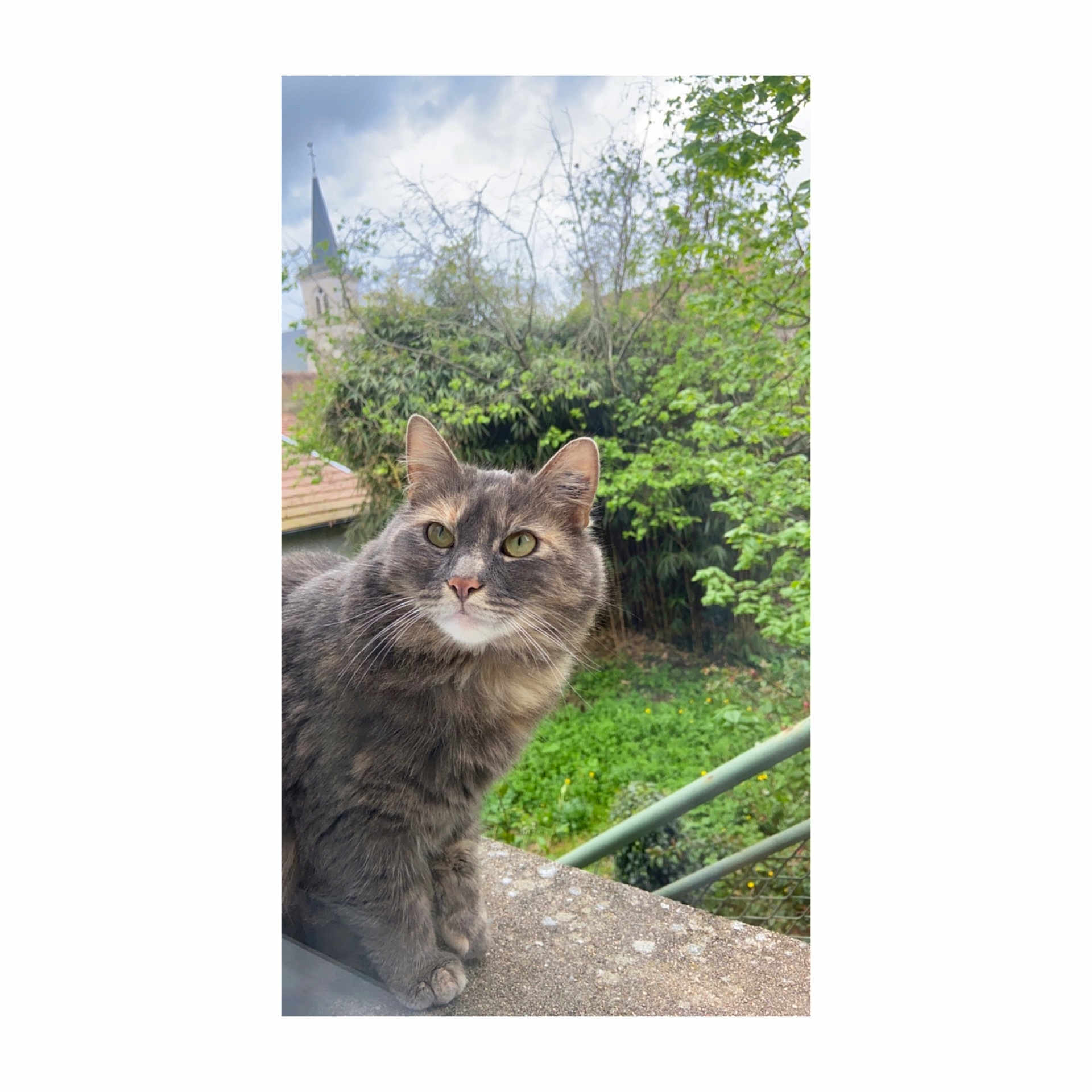 Grizou a rejoint le concours — aidez-le/la à gagner de superbes lots ! abyssinian, accessories, alloywheel, angora, animal, car, carwheel, cat, grass, handrail, kitten, manx, path, pet, plant, road, slate, soil, strap, tree