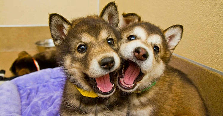 Nola And Shasha joined the competition — help win amazing prizes! alaskan_klee_kai, alaskan_malamute, canadian_eskimo_dog, canidae, carnivore, dog, dog_breed, mammal, miniature_siberian_husky, native_american_indian_dog, northern_inuit_dog, puppy, saarloos_wolfdog, sakhalin_husky, siberian_husky, snout, swedish_vallhund, tamaskan_dog, vertebrate, wolfdog