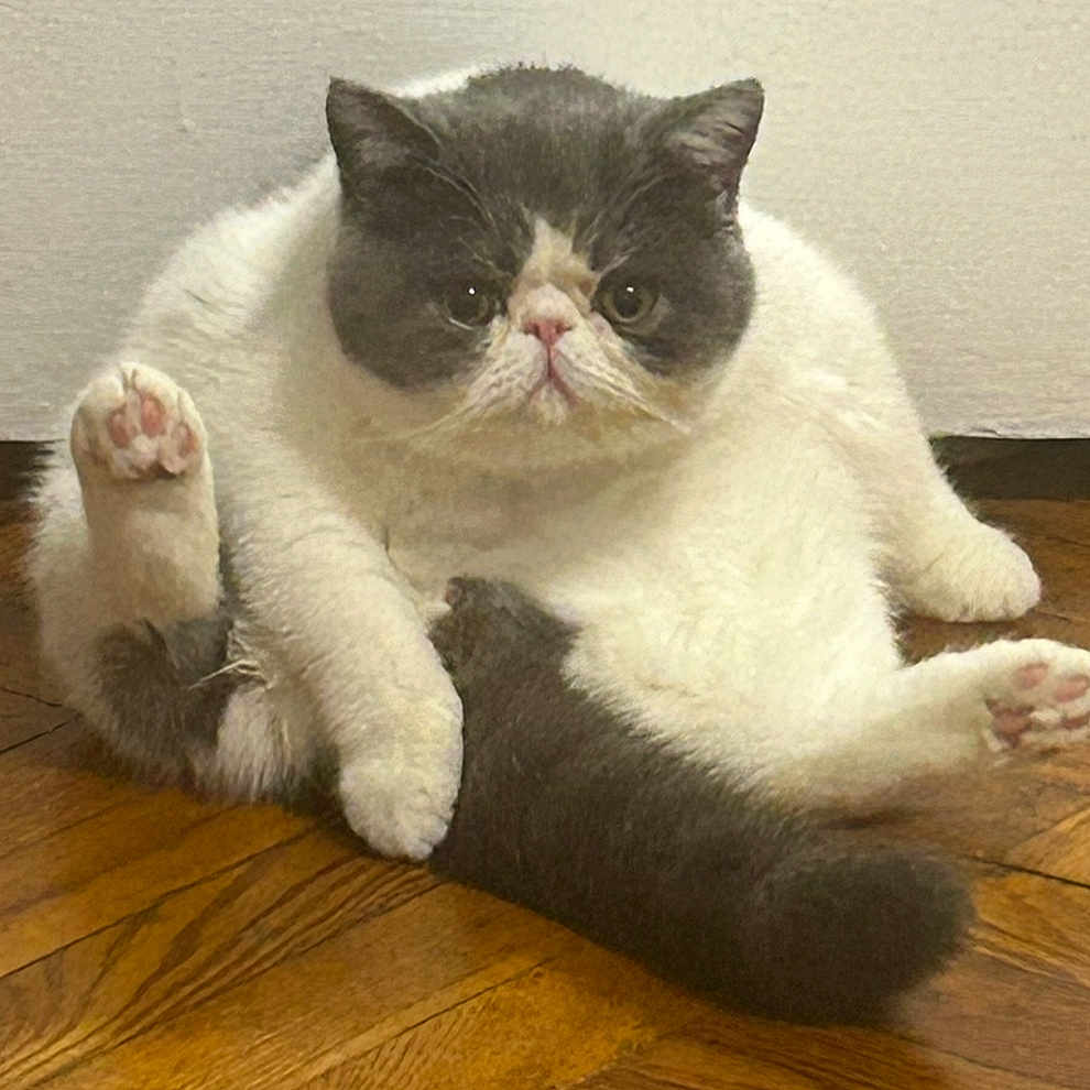 Alfredo joined the competition — help win amazing prizes! abyssinian, angora, animal, cat, hardwood, indoors, kitten, manx, person, pet, plywood, siamese, sleeping, snout, stainedwood, wood