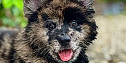 Koa joined the competition — help win amazing prizes! puppy, dog, animal, pet, happy, tongue_out, fluffy, close_up, outdoor, nature, cute, young, face, ears, fur, brown, black, portrait, playful, canine