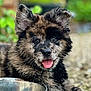 puppy, dog, animal, pet, happy, tongue_out, fluffy, close_up, outdoor, nature, cute, young, face, ears, fur, brown, black, portrait, playful, canine