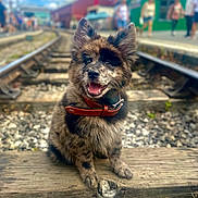 Koa is registered to the contest to win money with this photo: dog, puppy, railroad_tracks, outdoor, smiling, happy, brown_fur, collar, wood, gravel, people, blurred_background, daytime, sky, clouds, ears, sitting, animal, pet, nature