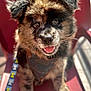 Koa joined the competition — help win amazing prizes! puppy, dog, happy, leash, harness, red_chair, sunlight, fur, tongue_out, close_up, pet, animal, cute, sitting, outdoor, young_dog, face, ears, whiskers, playful