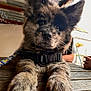 Koa joined the competition — help win amazing prizes! puppy, dog, animal, pet, furry, fluffy, paws, harness, leash, table, wood, indoor, person, glass, drink, curious, cute, closeup, face, ears