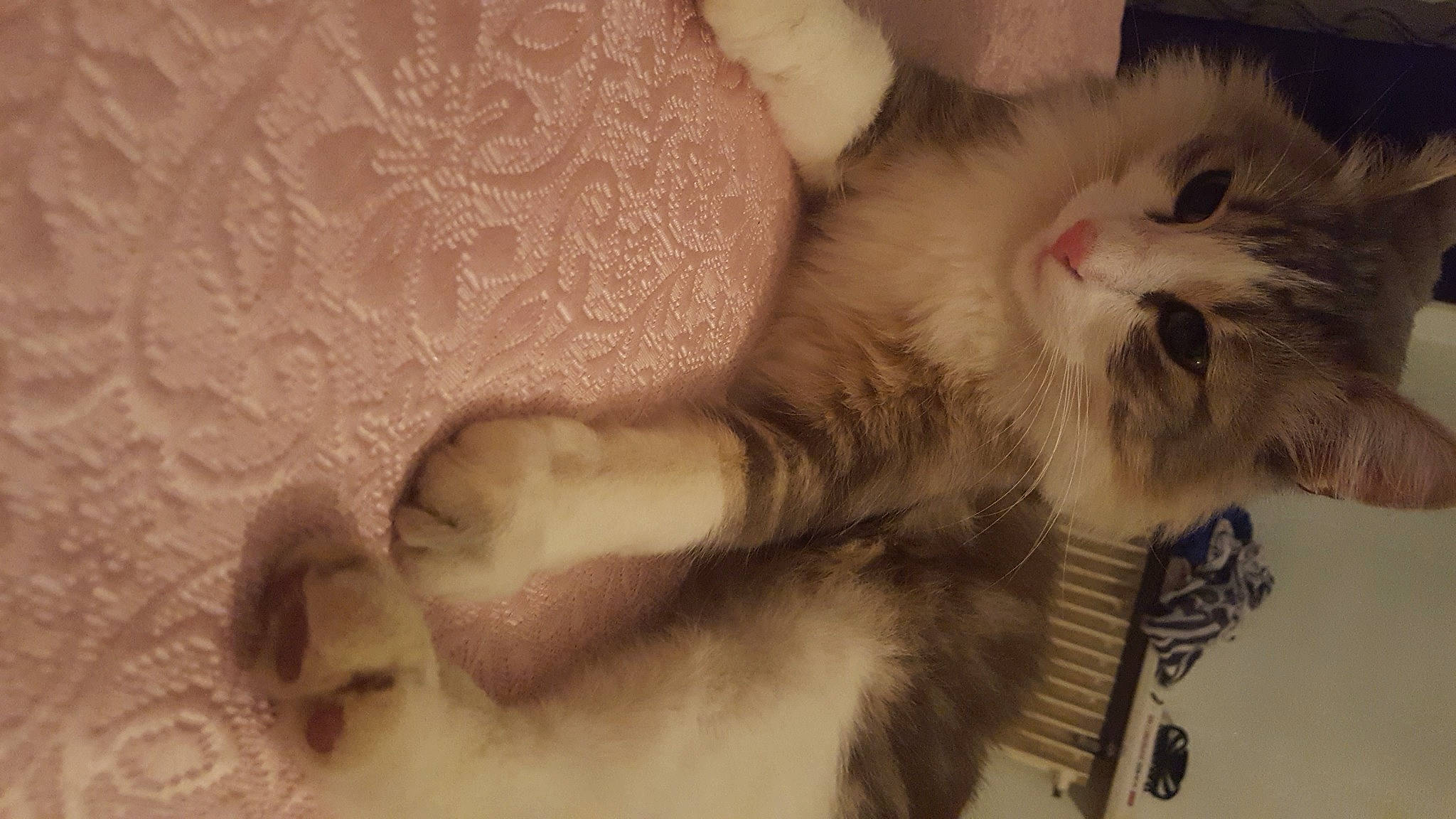 Mowgly participe au concours pour gagner de l'argent avec cette photo : american_curl, carnivore, cat, claw, domestic_long_haired_cat, fawn, felidae, fur, kitten, mammal, munchkin, norwegian_forest_cat, ojos_azules, paw, persian, polydactyl_cat, ragamuffin, small_to_medium_sized_cats, snout, whiskers