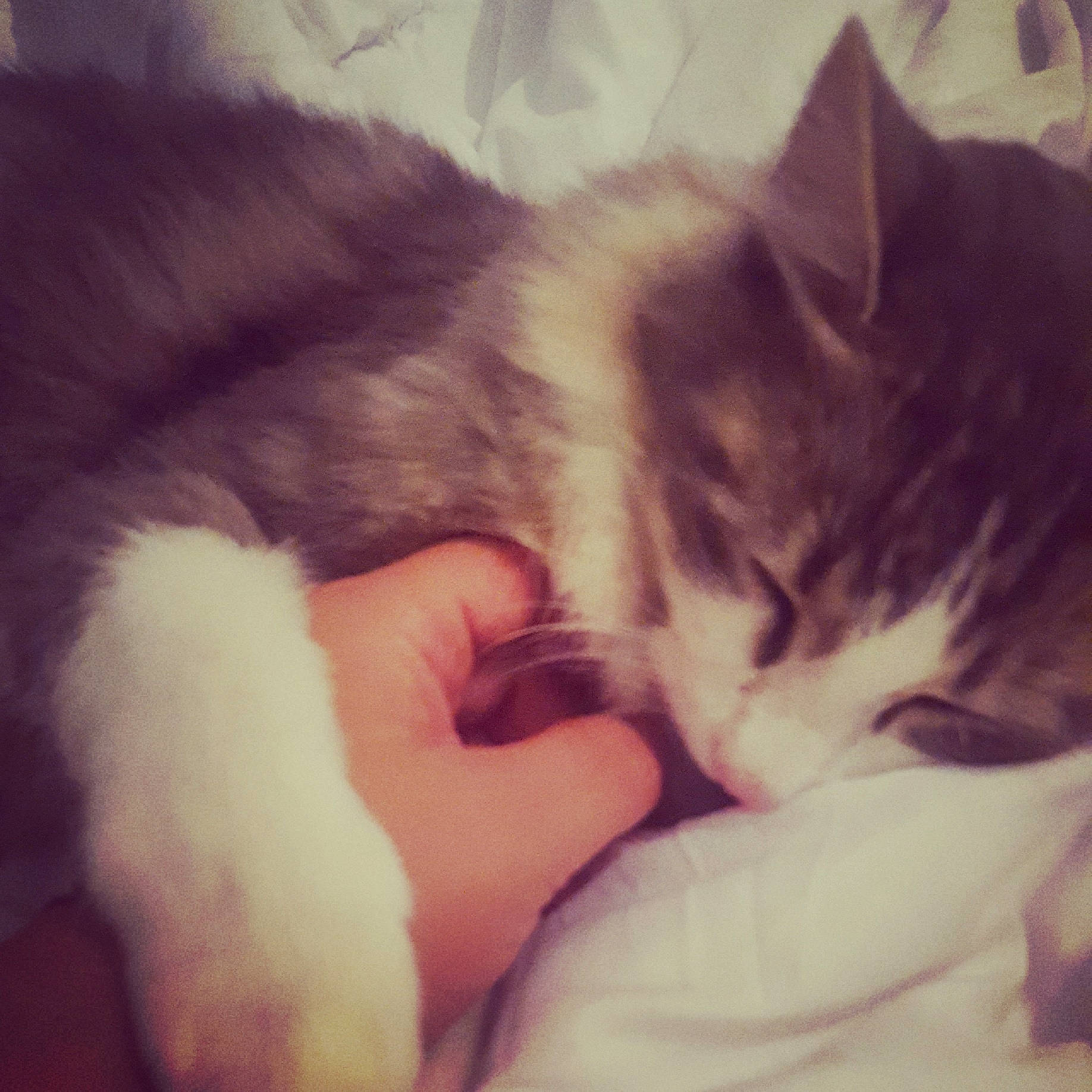 Mowgly participe au concours pour gagner de l'argent avec cette photo : beauty, carnivore, cat, ear, eye, felidae, fur, hug, kitten, nap, norwegian_forest_cat, nose, polydactyl_cat, skin, sky, sleep, small_to_medium_sized_cats, snapshot, tail, whiskers