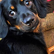 Reesie joined the competition — help win amazing prizes! dog, black_dog, close_up, pet, indoor, fur, canine, curious, animal, portrait, expression, ears, eyes, couch, home, furniture, domestic_animal, looking, face, muzzle