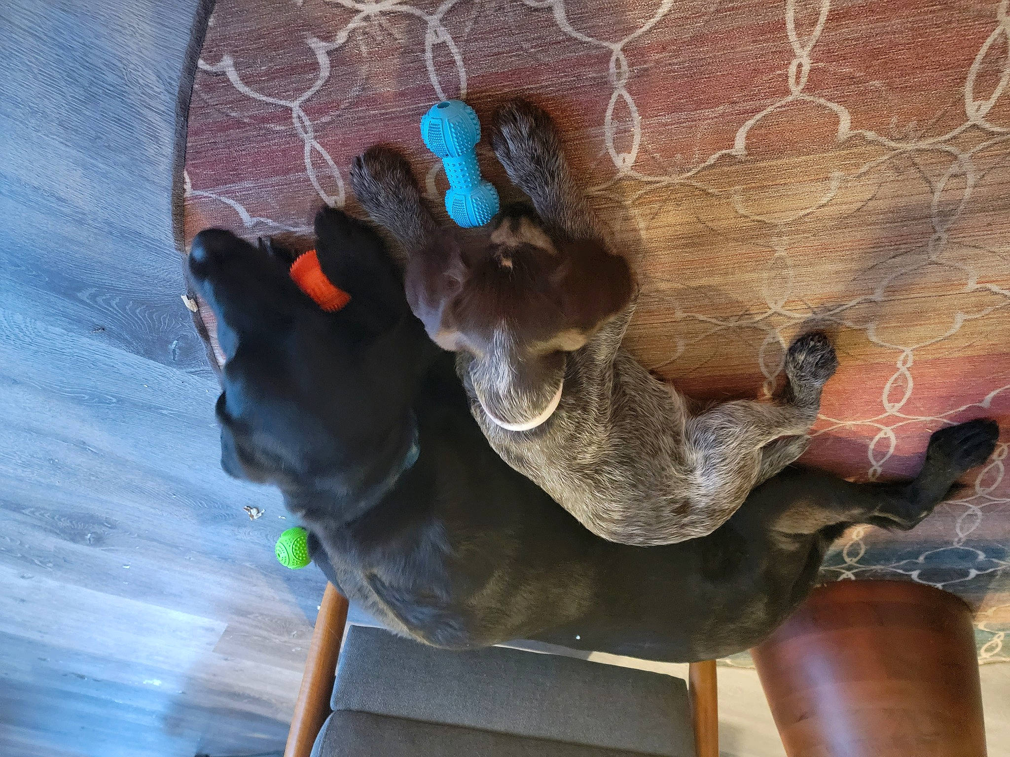 Madi joined the competition — help win amazing prizes! art, door_knocker, metal, sculpture, snout, tail, visual_arts, water, wood, working_animal