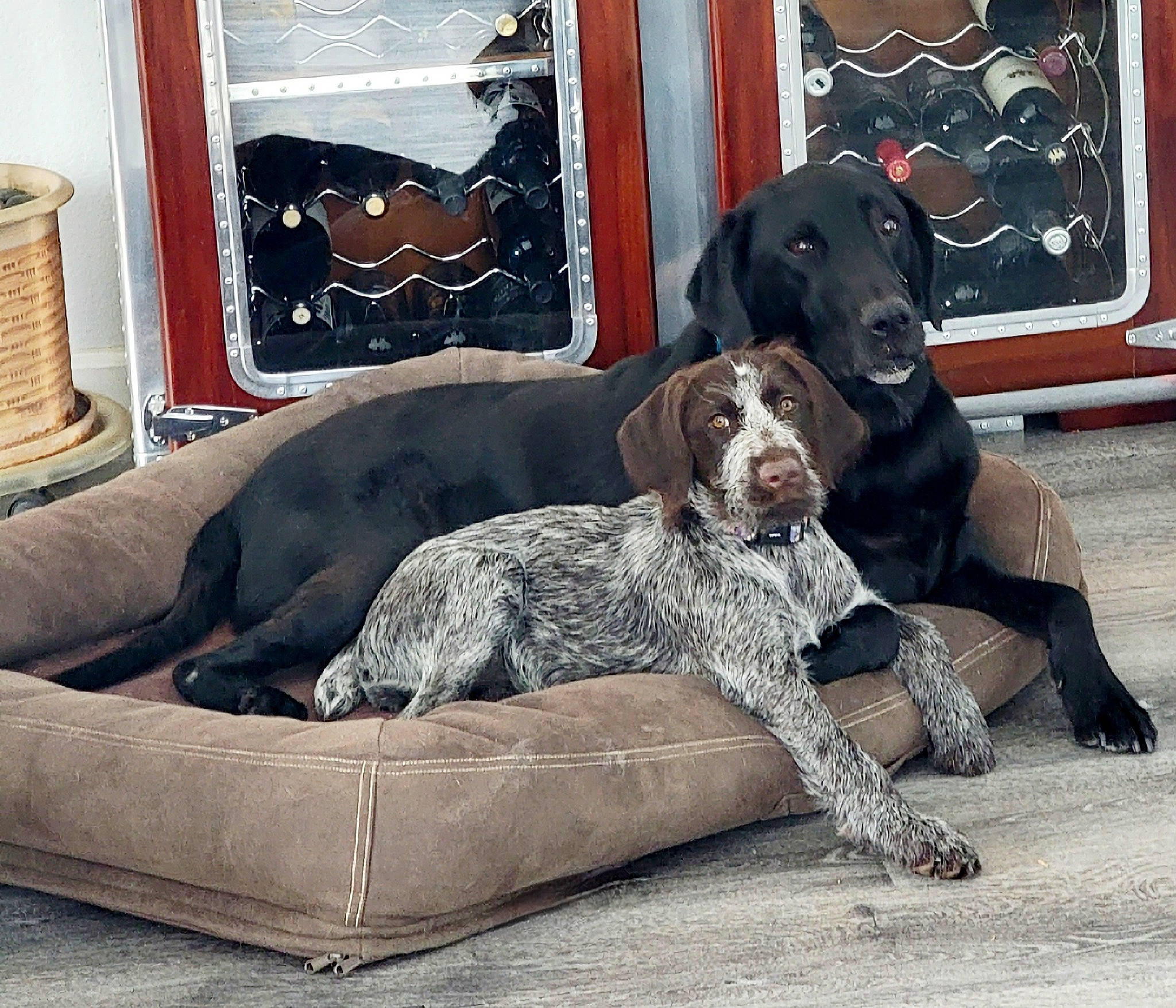 Madi joined the competition — help win amazing prizes! basket, braque_dauvergne, canidae, carnivore, collar, comfort, companion_dog, couch, dog, dog_breed, dog_collar, dog_supply, fur, gun_dog, hunting_dog, mat, sofa_bed, sporting_group, studio_couch, working_animal