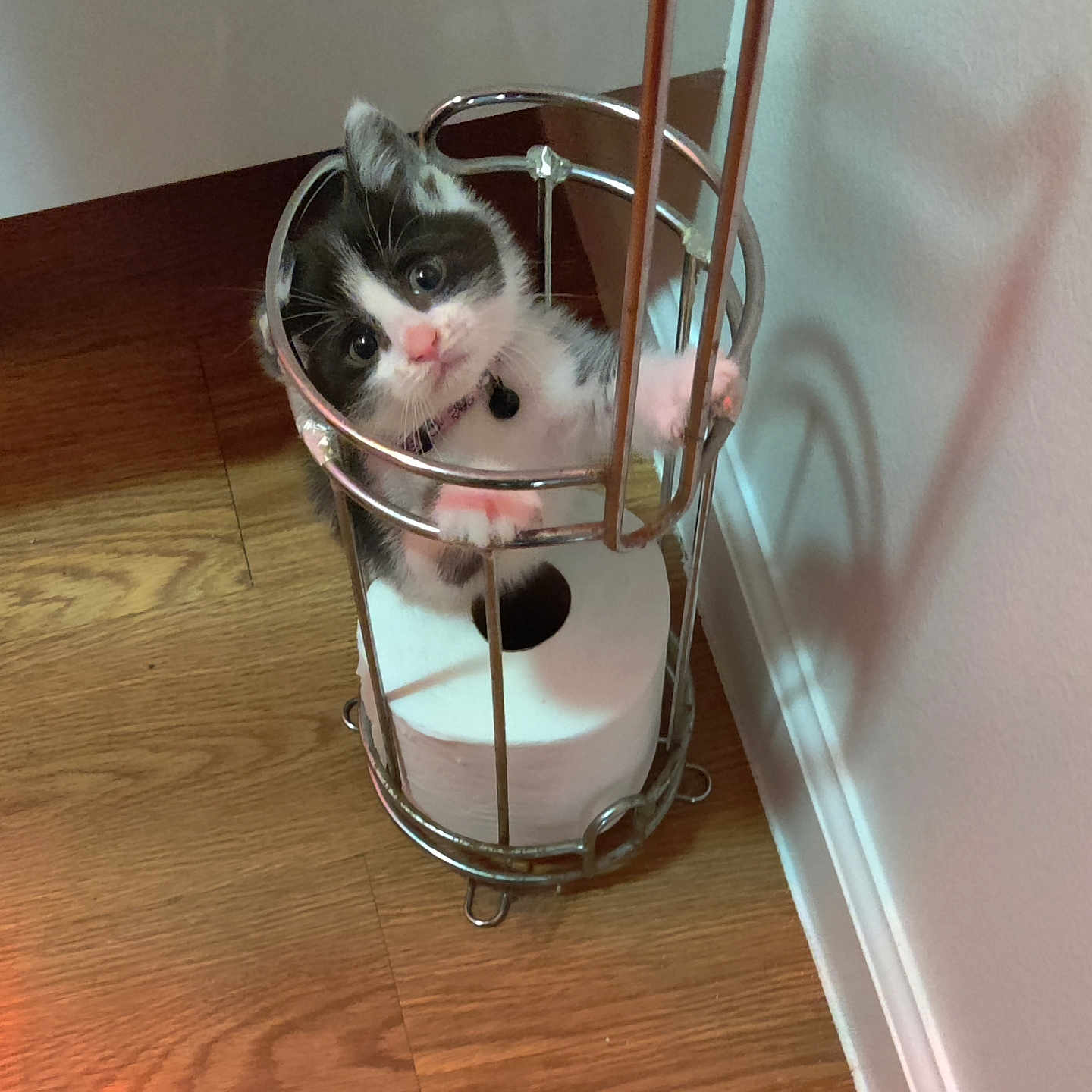 Willow is registered to the contest to win money with this photo: kitten, cat, toilet_paper, metal_holder, wood_floor, wall, indoor, pet, curious, cute, collar, small, animal, domestic_cat, feline, playful, household, shadow, looking_up, closeup