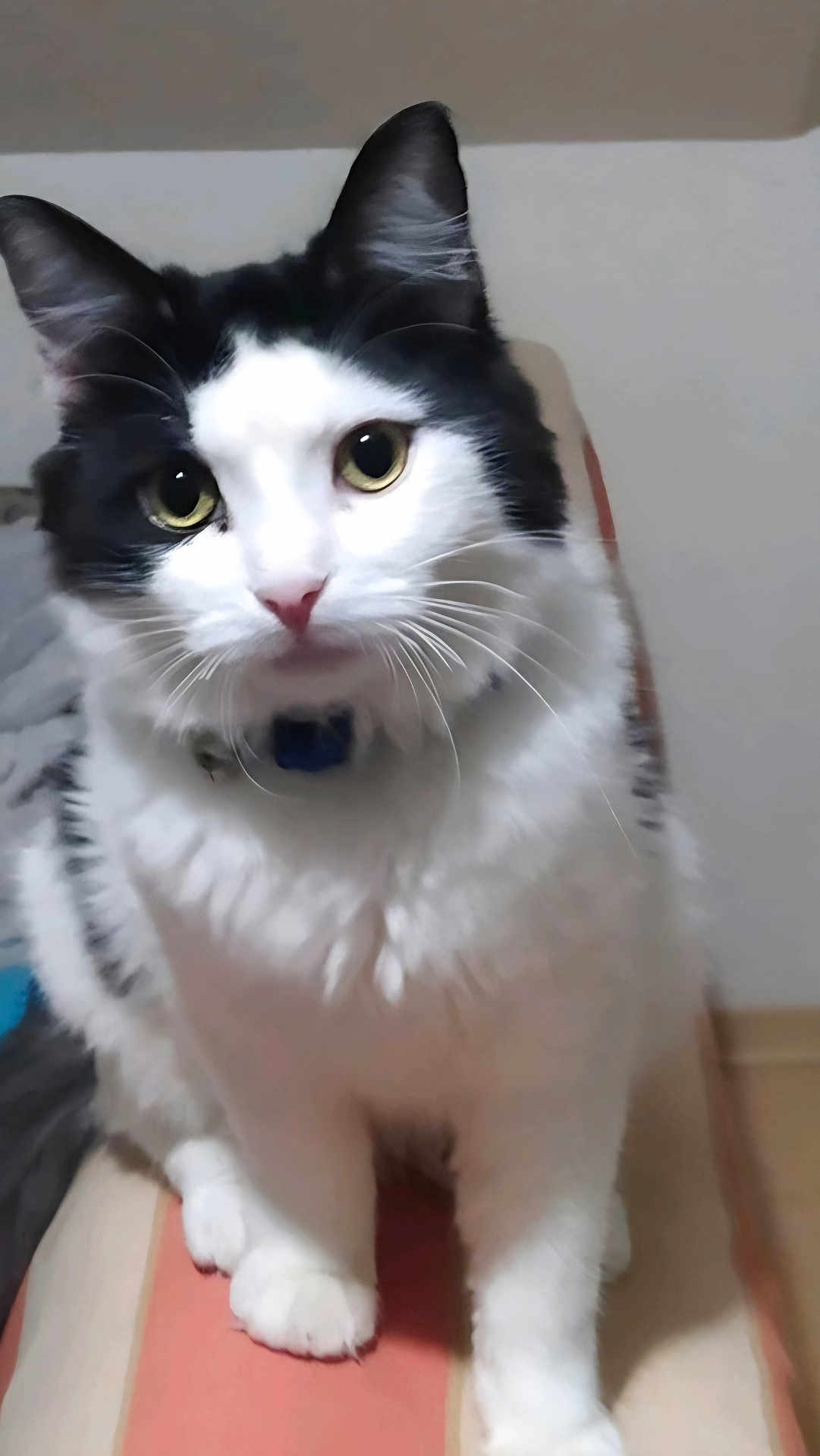 Rodrigo a rejoint le concours — aidez-le/la à gagner de superbes lots ! cat, feline, pet, close_up, portrait, black_and_white, whiskers, big_eyes, collar, indoor, sitting, paws, fluffy, white_fur, black_fur, nose, curious, striped_cushion, wall, domestic_animal