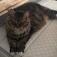 Lexi is registered to the contest to win money with this photo: cat, tabby, fluffy, long_hair, feline, pet, animal, white_paws, striped_fur, whiskers, ears, eyes, lying_down, bed, blanket, quilt, bedroom, wooden_bed_frame, indoor, cozy