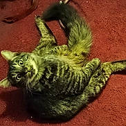 Hunter joined the competition — help win amazing prizes! cat, tabby, pet, animal, feline, curious, lying_down, carpet, indoor, whiskers, tail, ears, eyes, fur, mammal, cute, domestic, playful, looking_up, resting