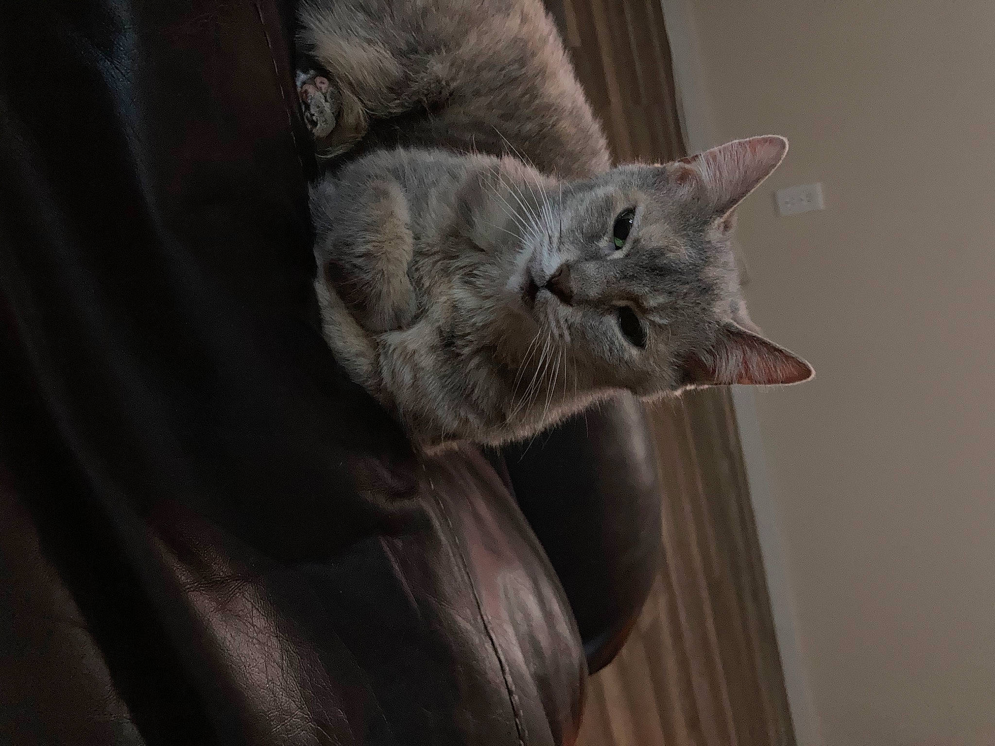 Mitty is registered to the contest to win money with this photo: carnivore, cat, claw, comfort, domestic_short_haired_cat, felidae, fur, grey, russian_blue, small_to_medium_sized_cats, snout, tail, terrestrial_animal, whiskers, window, wood