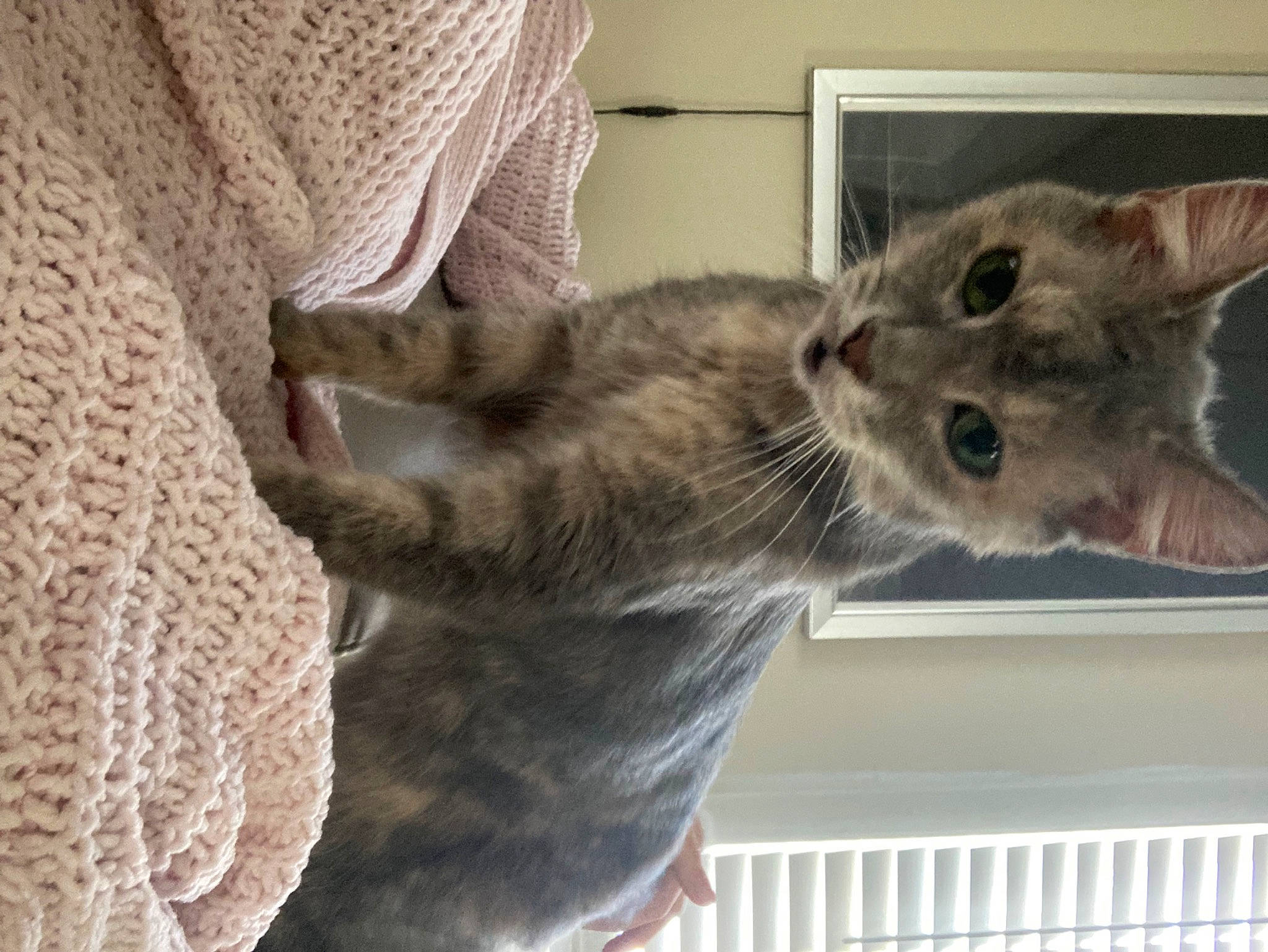 Mitty is registered to the contest to win money with this photo: carnivore, cat, claw, domestic_short_haired_cat, felidae, fur, grey, paw, russian_blue, small_to_medium_sized_cats, snout, tail, whiskers, window