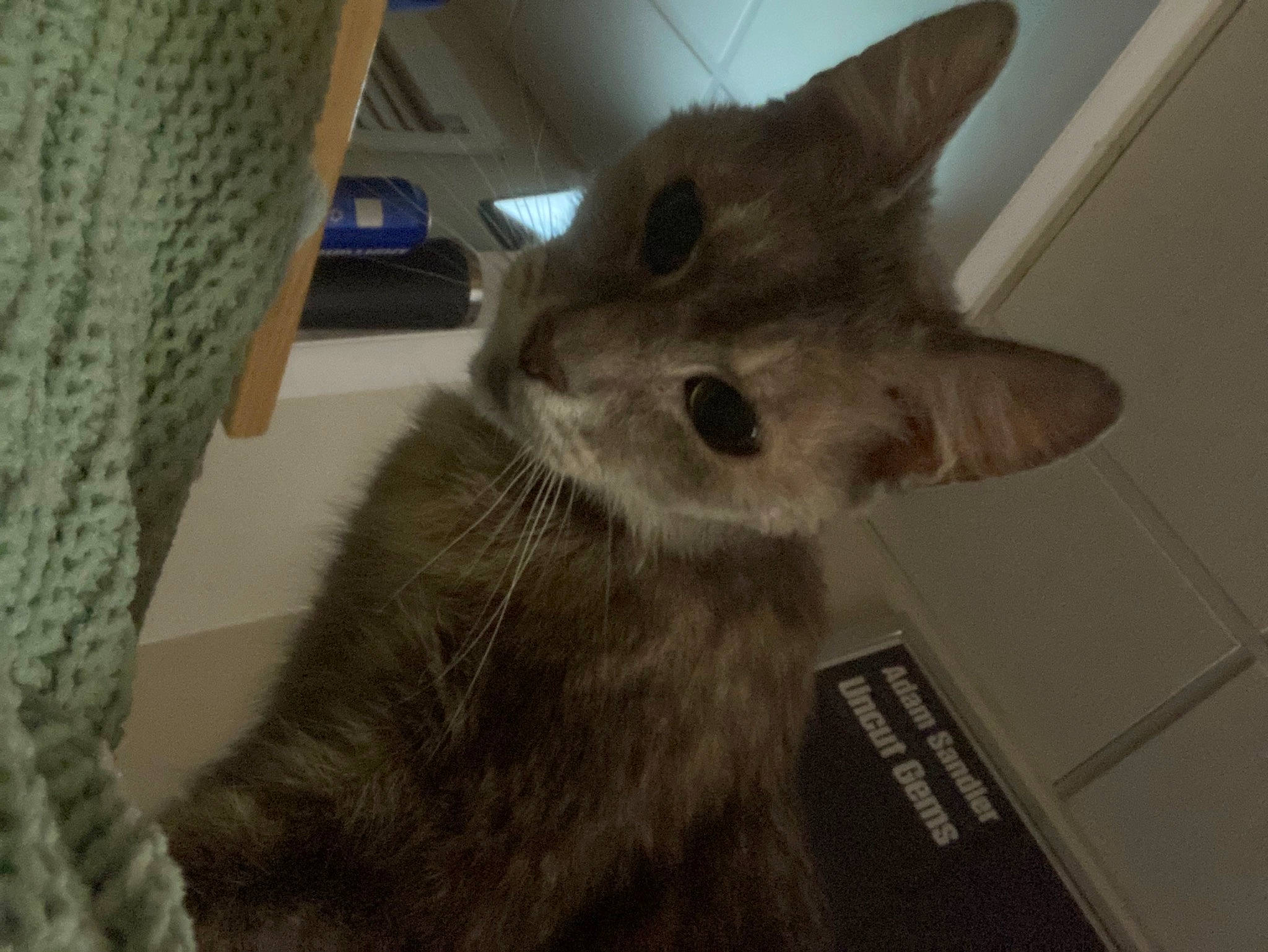 Mitty joined the competition — help win amazing prizes! box, carnivore, cat, claw, domestic_short_haired_cat, felidae, fur, grey, small_to_medium_sized_cats, snout, tail, whiskers, window