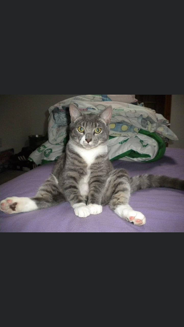 Bubby is registered to the contest to win money with this photo: carnivore, cat, cat_supply, comfort, darkness, domestic_short_haired_cat, felidae, fur, paw, small_to_medium_sized_cats, tail, whiskers