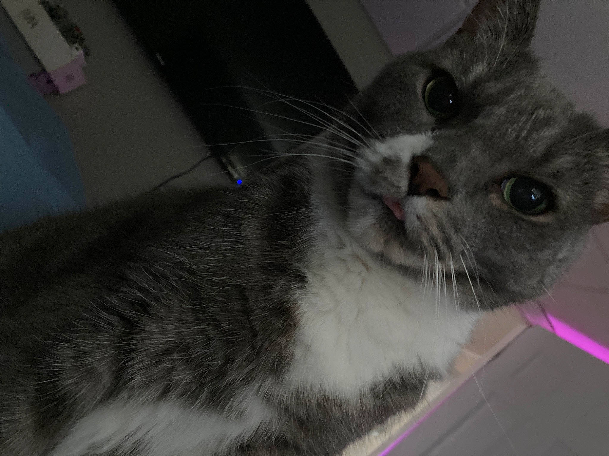 Bubby is registered to the contest to win money with this photo: carnivore, cat, cat_supply, claw, domestic_short_haired_cat, ear, felidae, fur, grey, paw, pet_supply, small_to_medium_sized_cats, snout, tail, whiskers