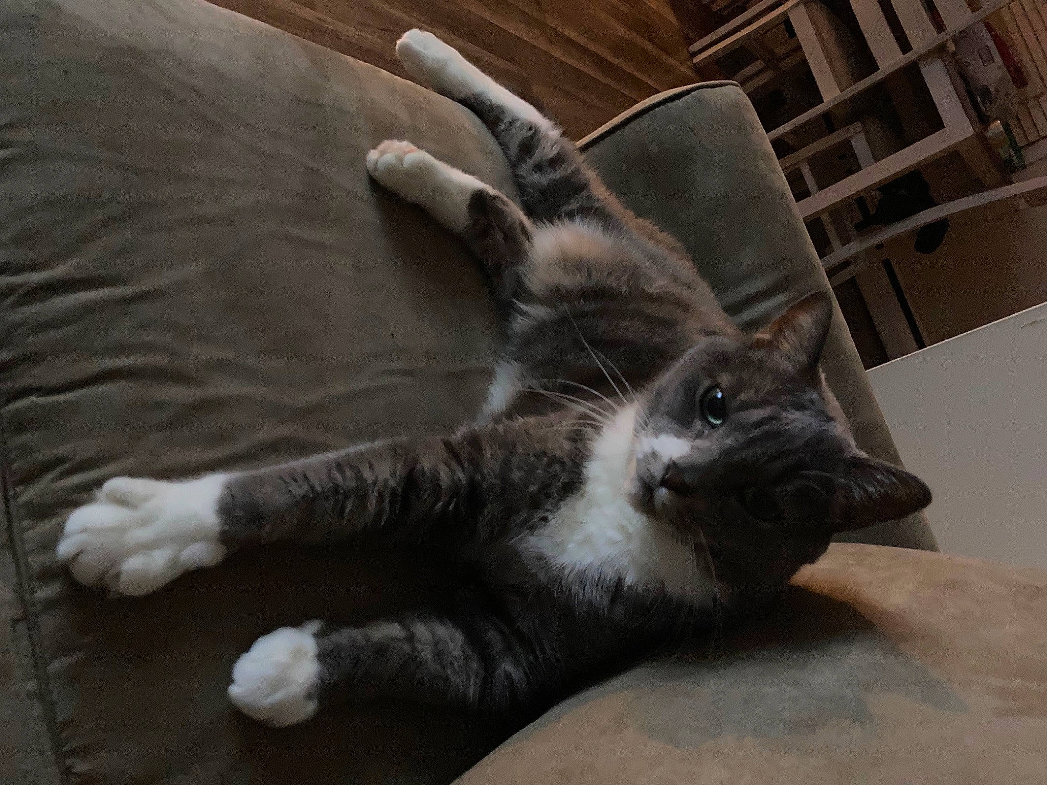 Bubby joined the competition — help win amazing prizes! carnivore, cat, claw, comfort, domestic_short_haired_cat, felidae, flooring, fur, grey, hardwood, mammal, paw, room, small_to_medium_sized_cats, snout, tail, whiskers, wood