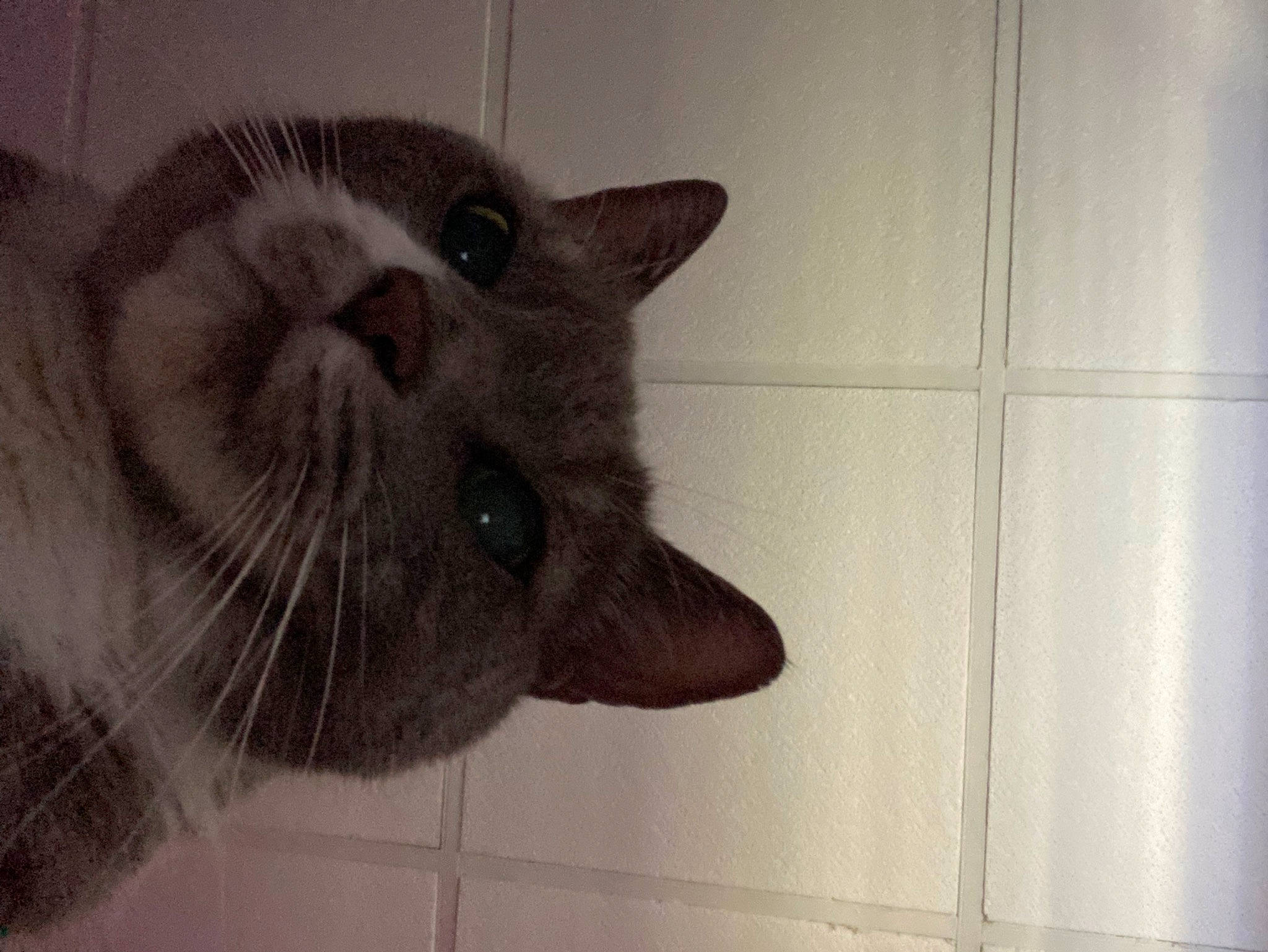 Bubby joined the competition — help win amazing prizes! carnivore, cat, domestic_short_haired_cat, felidae, flooring, fur, grey, monochrome_photography, paw, small_to_medium_sized_cats, snout, tail, thai, whiskers, window, wood