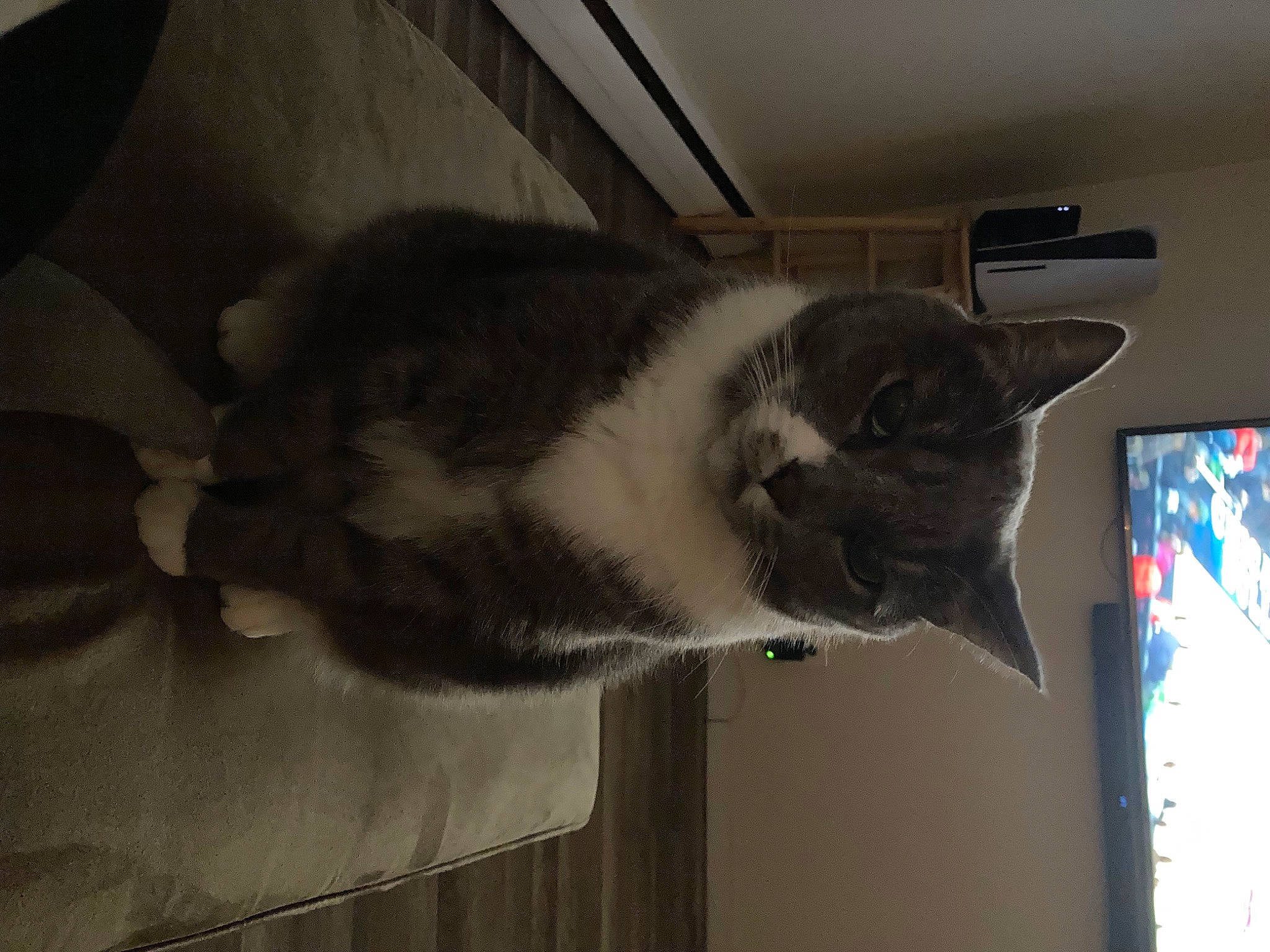 Bubby joined the competition — help win amazing prizes! carnivore, cat, cat_supply, comfort, display_device, domestic_short_haired_cat, ear, felidae, fur, paw, room, small_to_medium_sized_cats, tail, whiskers