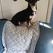 Babyii joined the competition — help win amazing prizes! dog, pet, black_dog, quilt, couch, indoor, furniture, collar, wall_decoration, looking_at_camera, small_dog, domestic_animal, home, comfort, seated, animal, ears_up, alert, light_and_shadow, living_room