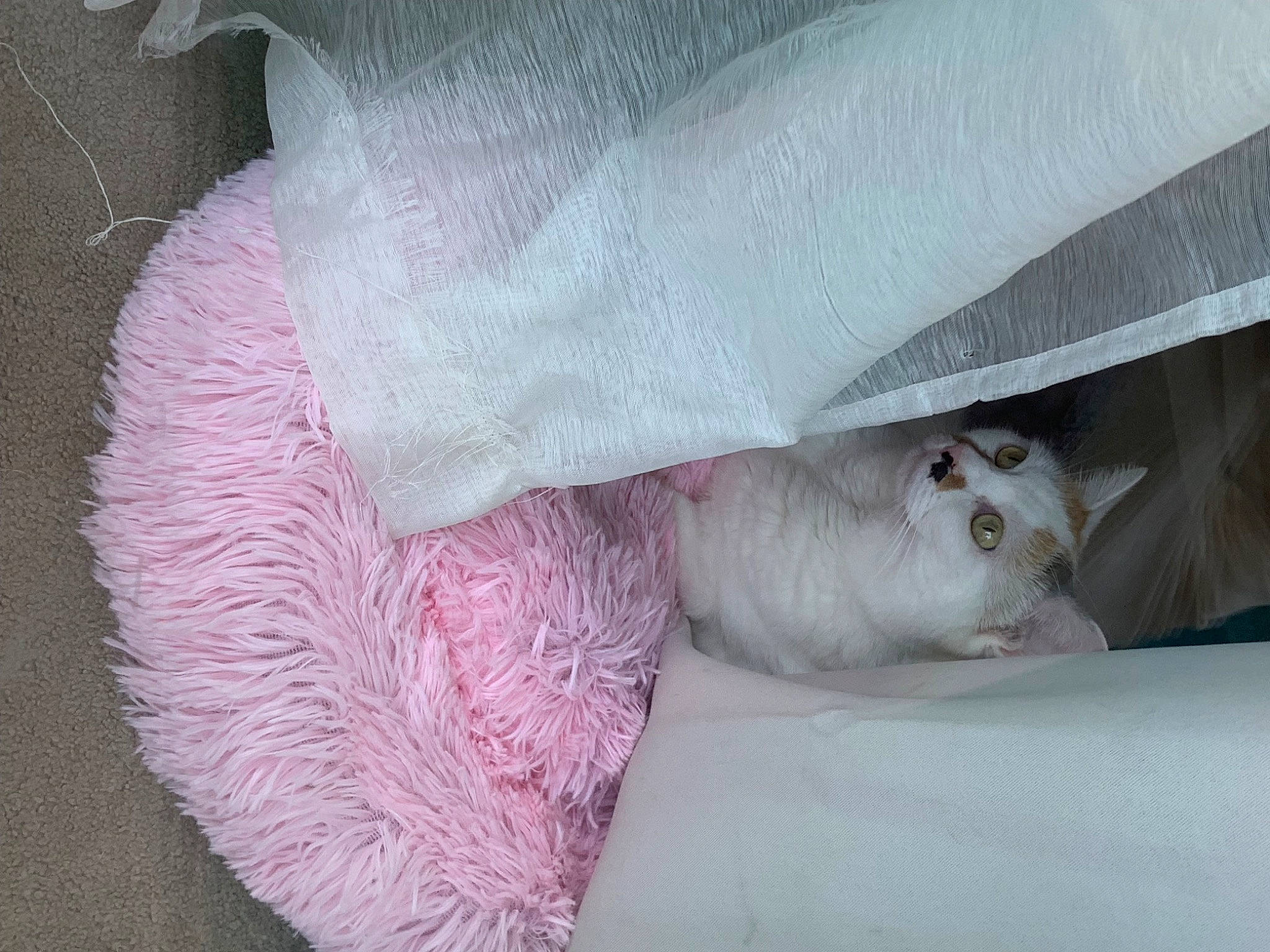Misty participe au concours pour gagner de l'argent avec cette photo : bedding, carnivore, cat, comfort, domestic_short_haired_cat, fawn, felidae, fur, linens, magenta, nap, pattern, paw, small_to_medium_sized_cats, tail, thread, whiskers, wool, woolen, woven_fabric