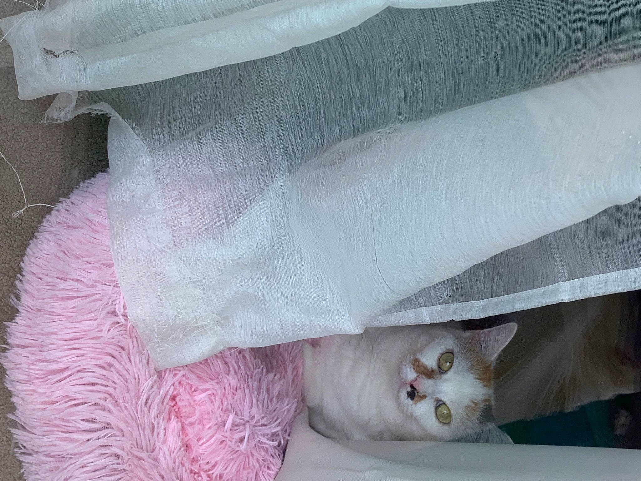 Misty participe au concours pour gagner de l'argent avec cette photo : carnivore, cat, comfort, creative_arts, embellishment, fashion_accessory, felidae, fur, grey, linens, magenta, sleeve, small_to_medium_sized_cats, tail, textile, thread, whiskers, white, wool, woolen