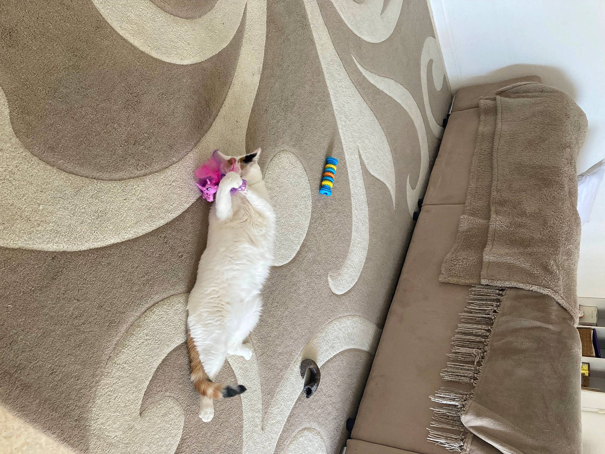 Misty a rejoint le concours — aidez-le/la à gagner de superbes lots ! auto_part, bag, beige, circle, collar, comfort, fashion_accessory, fawn, flower, grey, jewellery, linens, magenta, pattern, petal, sleeve, stuffed_toy, tail, textile, tie