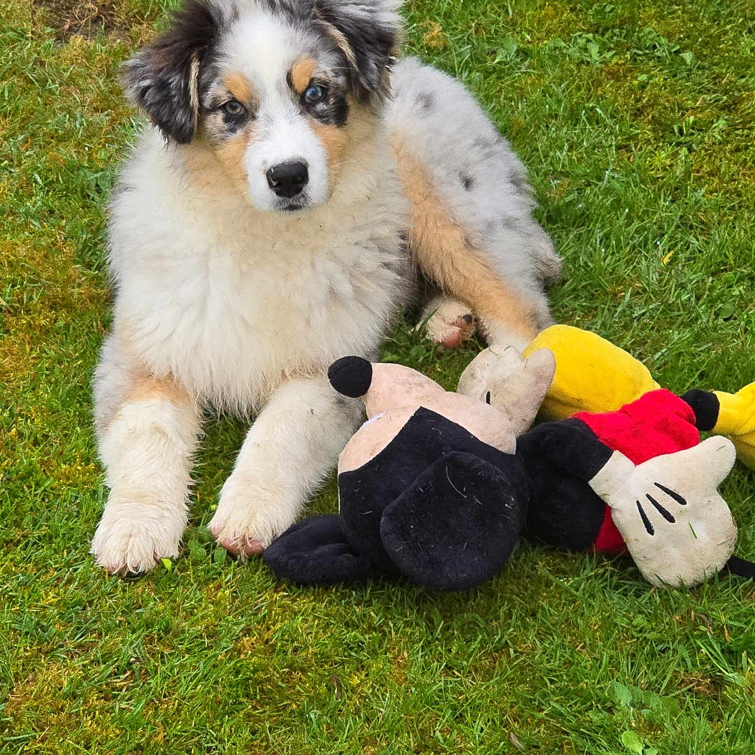 Voyou a rejoint le concours — aidez-le/la à gagner de superbes lots ! animal, ball, canine, collie, dog, football, grass, lawn, nature, outdoors, park, pet, plant, plush, puppy, soccer, soccerball, sport, toy, whitedog