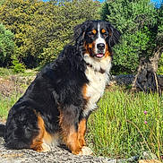 Vaiana a rejoint le concours — aidez-le/la à gagner de superbes lots ! dog, bernese_mountain_dog, outdoor, nature, grass, tree, stone, blue_sky, pet, canine, fur, tongue, sunlight, collar, animal, sitting, greenery, playful, portrait, daylight