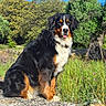 dog, bernese_mountain_dog, outdoor, nature, grass, tree, stone, blue_sky, pet, canine, fur, tongue, sunlight, collar, animal, sitting, greenery, playful, portrait, daylight