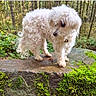 dog, white_dog, curly_fur, moss, rock, forest, greenery, outdoor, nature, animal, pet, canine, wildlife, tree, leaf, fur, small_dog, standing, side_view, daylight