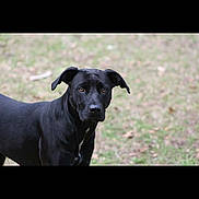 Annabell joined the competition — help win amazing prizes! dog, black_dog, pet, outdoor, grass, portrait, brown_eyes, short_fur, looking_at_camera, animal, companion, mammal, ears, attentive, standing, lawn, daylight, domestic, snout, black_coat