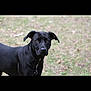dog, black_dog, pet, outdoor, grass, portrait, brown_eyes, short_fur, looking_at_camera, animal, companion, mammal, ears, attentive, standing, lawn, daylight, domestic, snout, black_coat