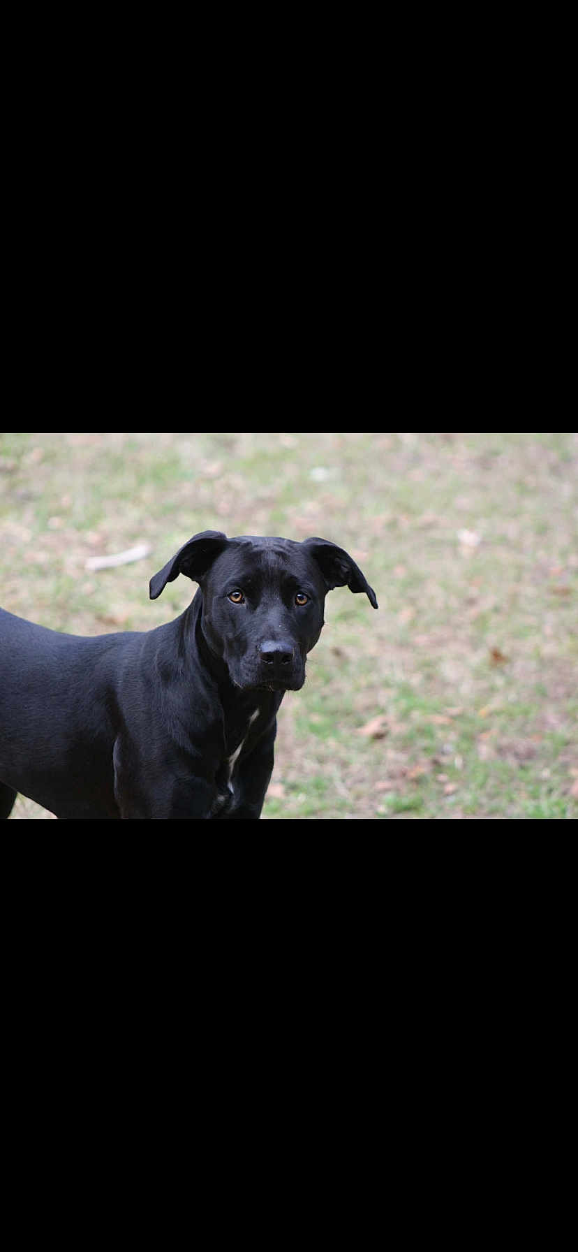 Annabell joined the competition — help win amazing prizes! dog, black_dog, pet, outdoor, grass, portrait, brown_eyes, short_fur, looking_at_camera, animal, companion, mammal, ears, attentive, standing, lawn, daylight, domestic, snout, black_coat