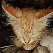 Gizmo is registered to the contest to win money with this photo: kitten, orange_cat, fluffy, whiskers, ears, closed_eyes, sleeping, cute, pet, animal, feline, fur, indoor, resting, small, adorable, closeup, young_cat, cozy, nap