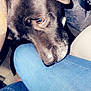 dog, black_dog, close_up, pet, jeans, lap, car_interior, seat, seatbelt, fabric, resting, animal, companion, heart_emoji, casual, indoor, comfort, friendship, cute, affection