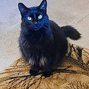 Willow joined the competition — help win amazing prizes! cat, black_cat, long_haired, pet, indoor, carpet, cushion, sitting, stare, green_eyes, whiskers, tail, fur, domestic_cat, portrait, cute, paws, floor, animal, fluffy