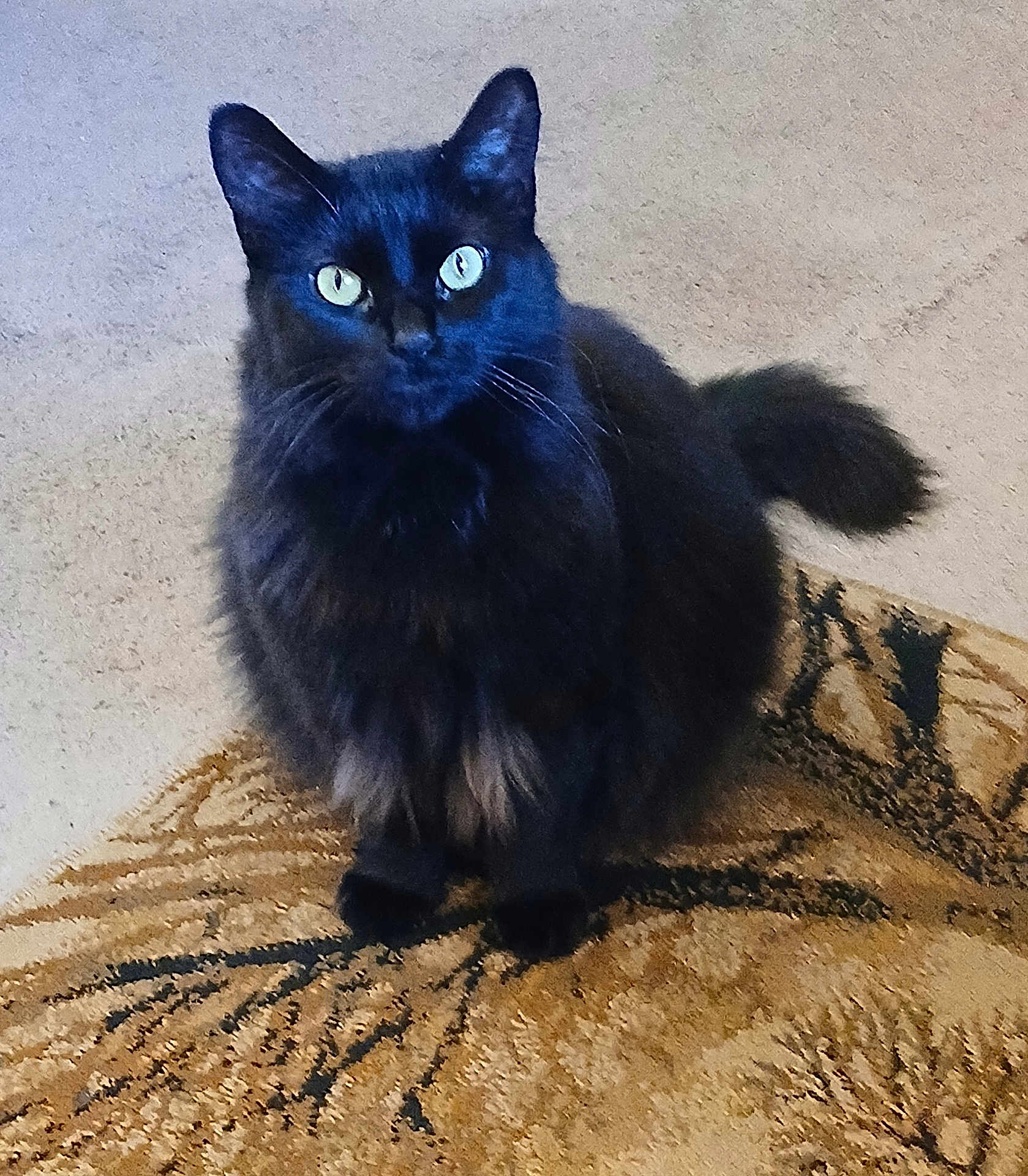 Willow joined the competition — help win amazing prizes! cat, black_cat, long_haired, pet, indoor, carpet, cushion, sitting, stare, green_eyes, whiskers, tail, fur, domestic_cat, portrait, cute, paws, floor, animal, fluffy