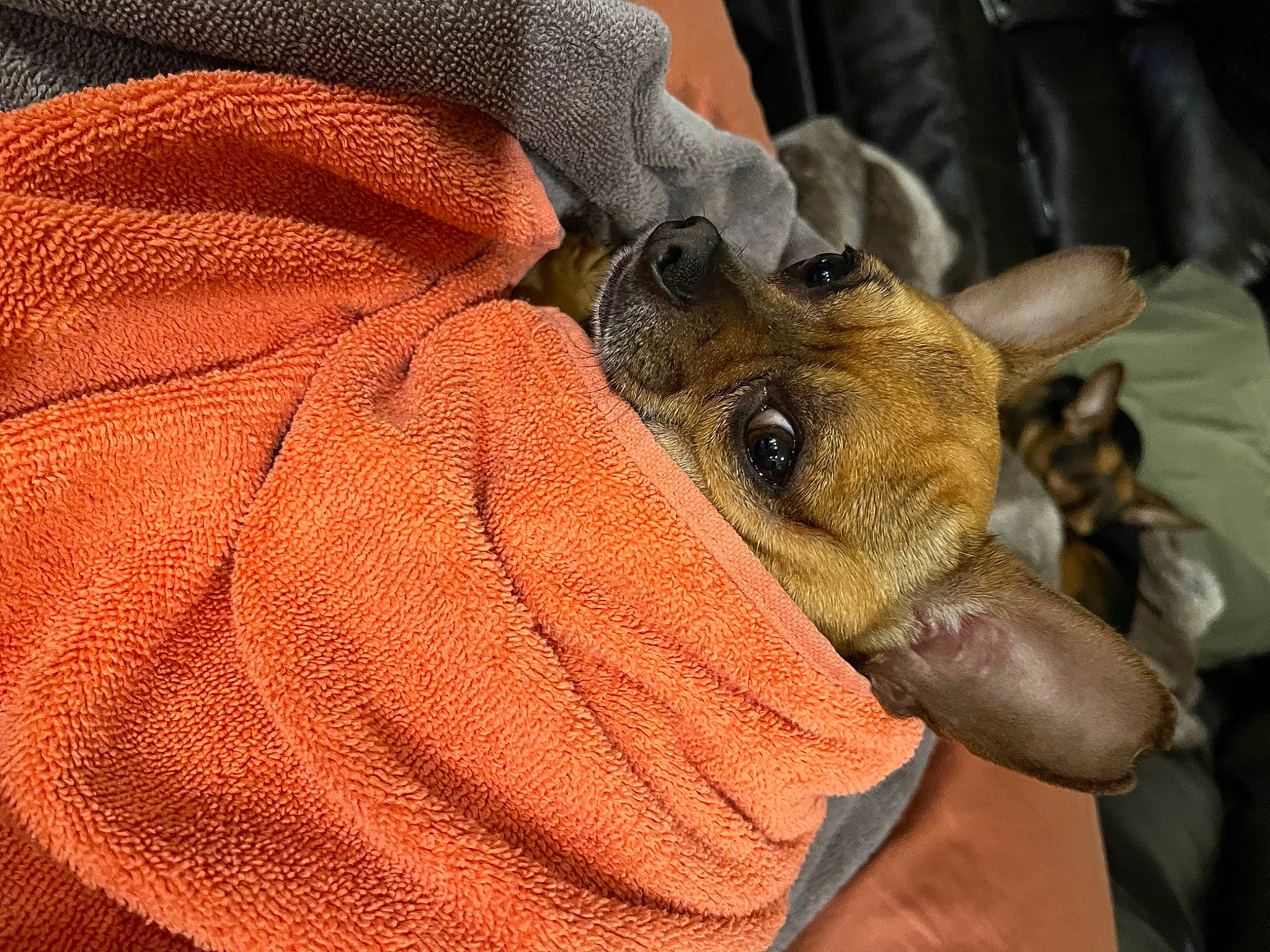 Tito joined the competition — help win amazing prizes! canidae, carnivore, claw, comfort, companion_dog, dog, dog_breed, dog_sports, fawn, fur, guard_dog, paw, snout, sporting_group, terrestrial_animal, toy_dog, whiskers, wildlife, working_animal, wrinkle