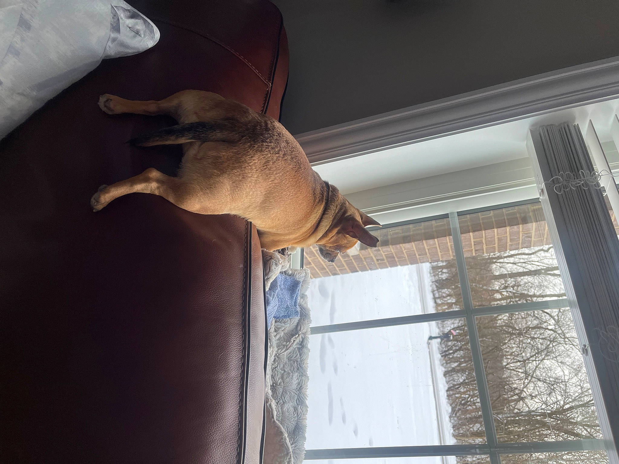 Tito is registered to the contest to win money with this photo: canidae, carnivore, ceiling, dog_breed, fawn, felidae, fur, hardwood, marsupial, room, small_to_medium_sized_cats, snout, sporting_group, tail, terrestrial_animal, tree, wildlife, window, window_covering, wood