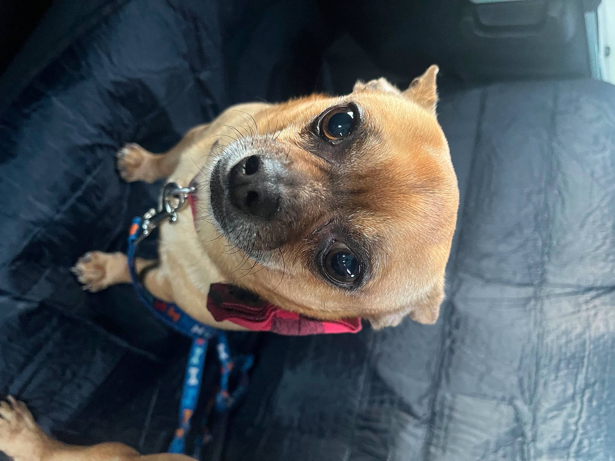 Tito joined the competition — help win amazing prizes! canidae, carnivore, collar, companion_dog, dog, dog_breed, dog_collar, dog_supply, ear, fawn, fur, jaw, non_sporting_group, pet_supply, smile, snout, sporting_group, whiskers, working_animal