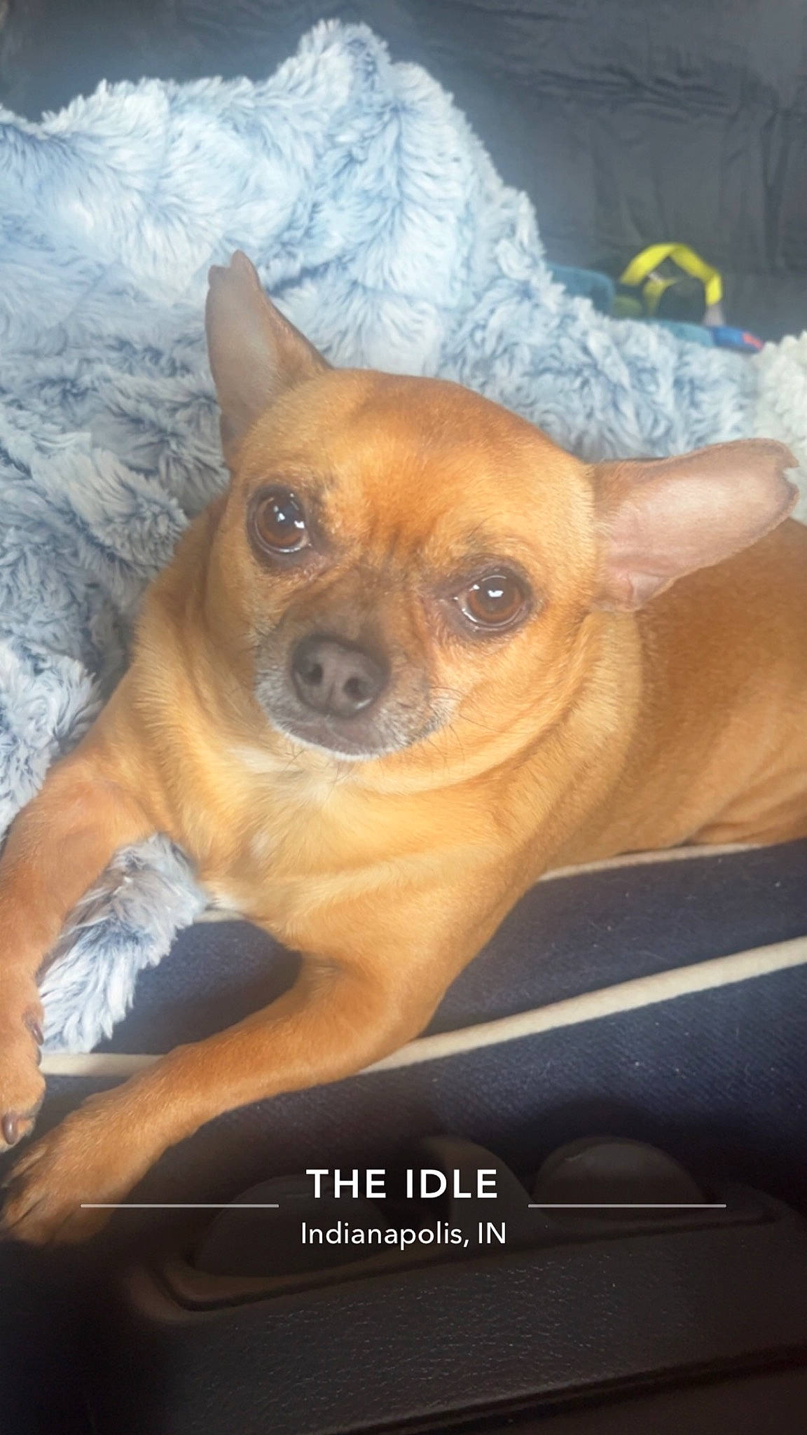 Tito is registered to the contest to win money with this photo: ancient_dog_breeds, canidae, carnivore, chihuahua, companion_dog, dog, dog_breed, ear, eye, fawn, fur, head, non_sporting_group, paw, puppy, snout, sporting_group, toy_dog, whiskers, working_animal